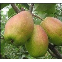 陜西萬(wàn)噸冷庫(kù)紅香酥梨產(chǎn)地價(jià)格，冷庫(kù)庫(kù)爾勒香梨批發(fā)價(jià)格